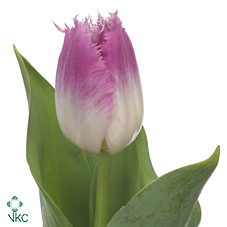 Tulipa Fr Oviedo (Тюльпан Фр Овьедо)