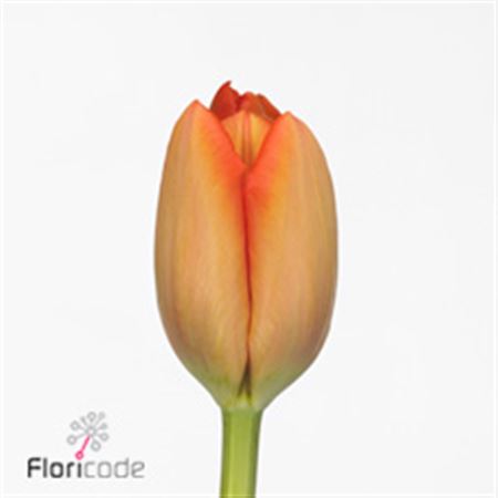 Tulipa Orange (Тюльпан Оранж)