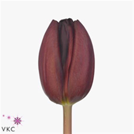 Tulipа Burgundy (Тюльпан Бургунди)