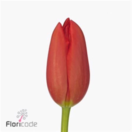 Tulipa Red (Тюльпан Ред)