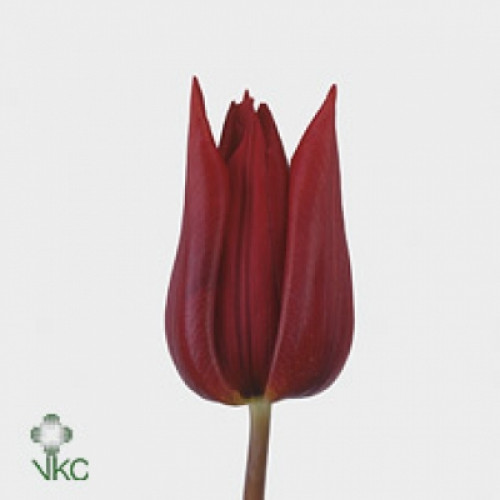 Tulipa Single Deshima (Тюльпан Сингл Дешима)В38