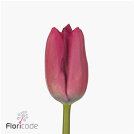 Tulipа Cerise (Тюльпан Серайз)