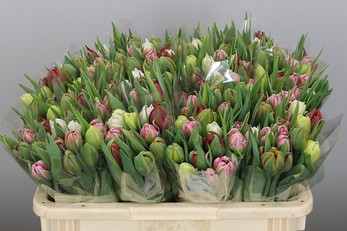 Tulipa Mixed Double (Тюльпан Миксед Дабл)