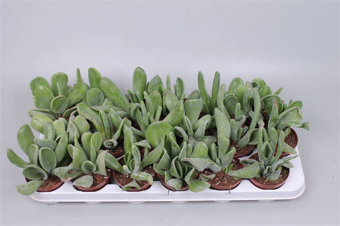 Каланхоэ Орикула ( Kalanchoe Oricula ) W 8/8,5 см H 15 см