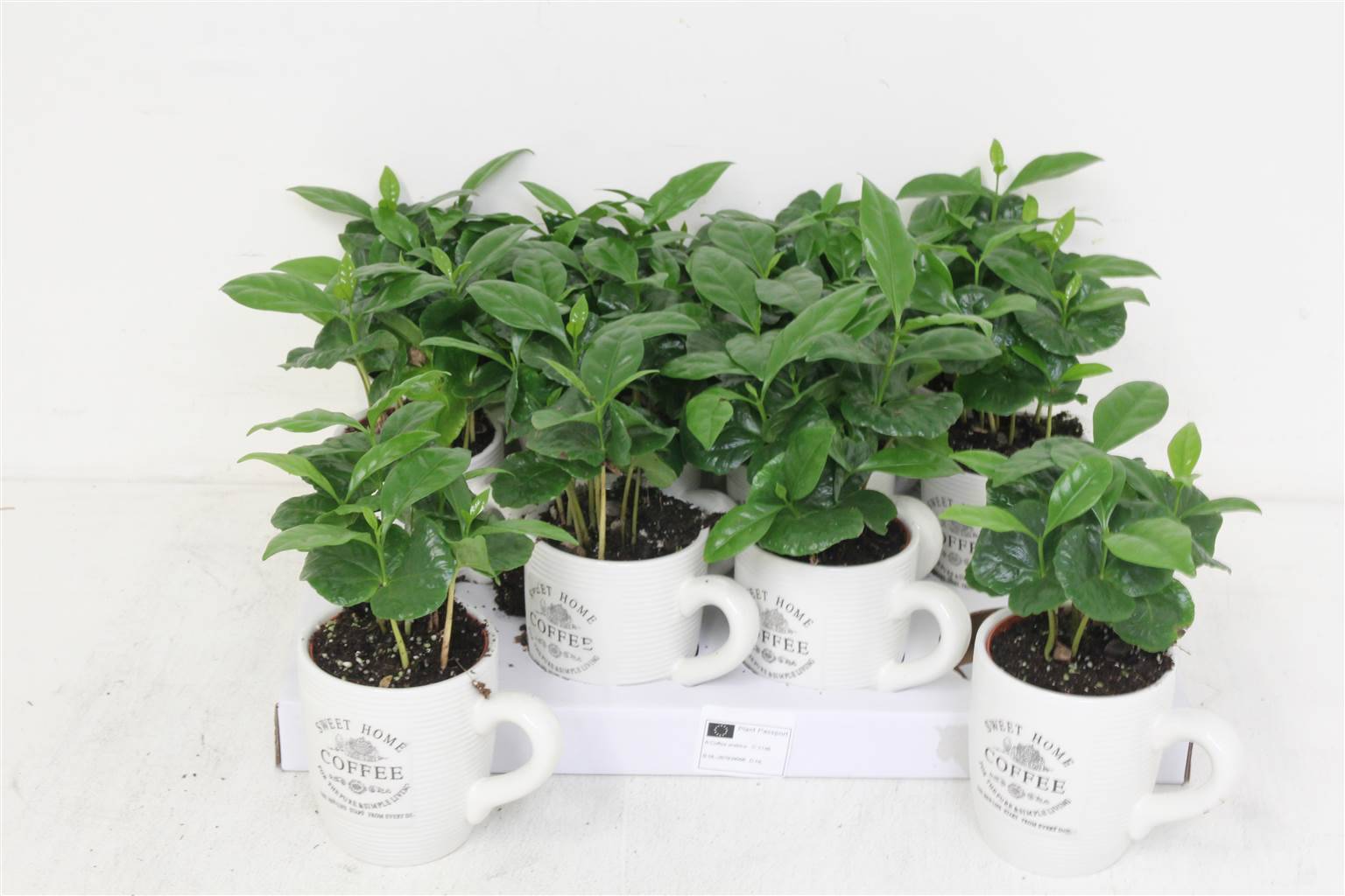 Кофейная кружка # ( Coffea Mokje # ) W 9/9,5 см H 20 см