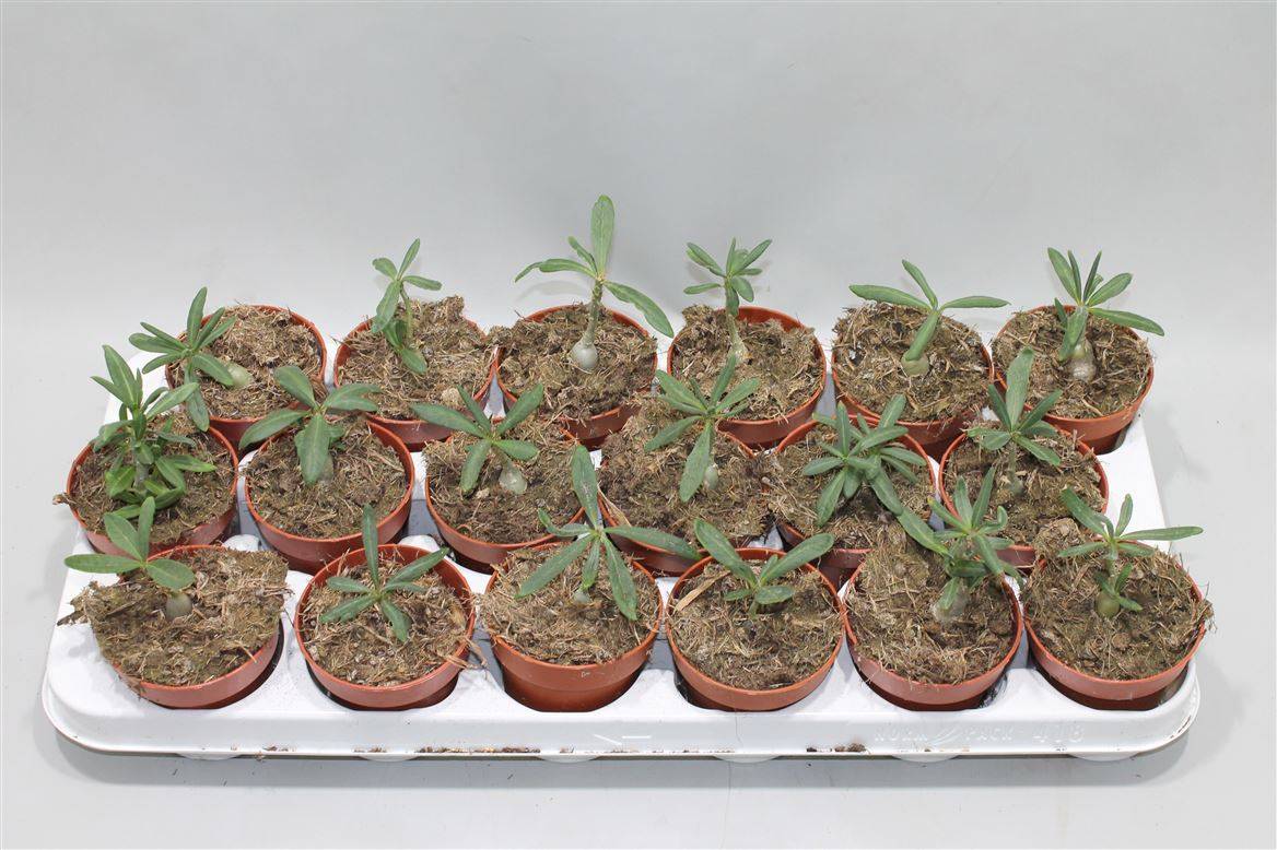 Пахиподиум суккулентный ( Pachypodium Succulentum ) W 8/8,5 см H 15 см