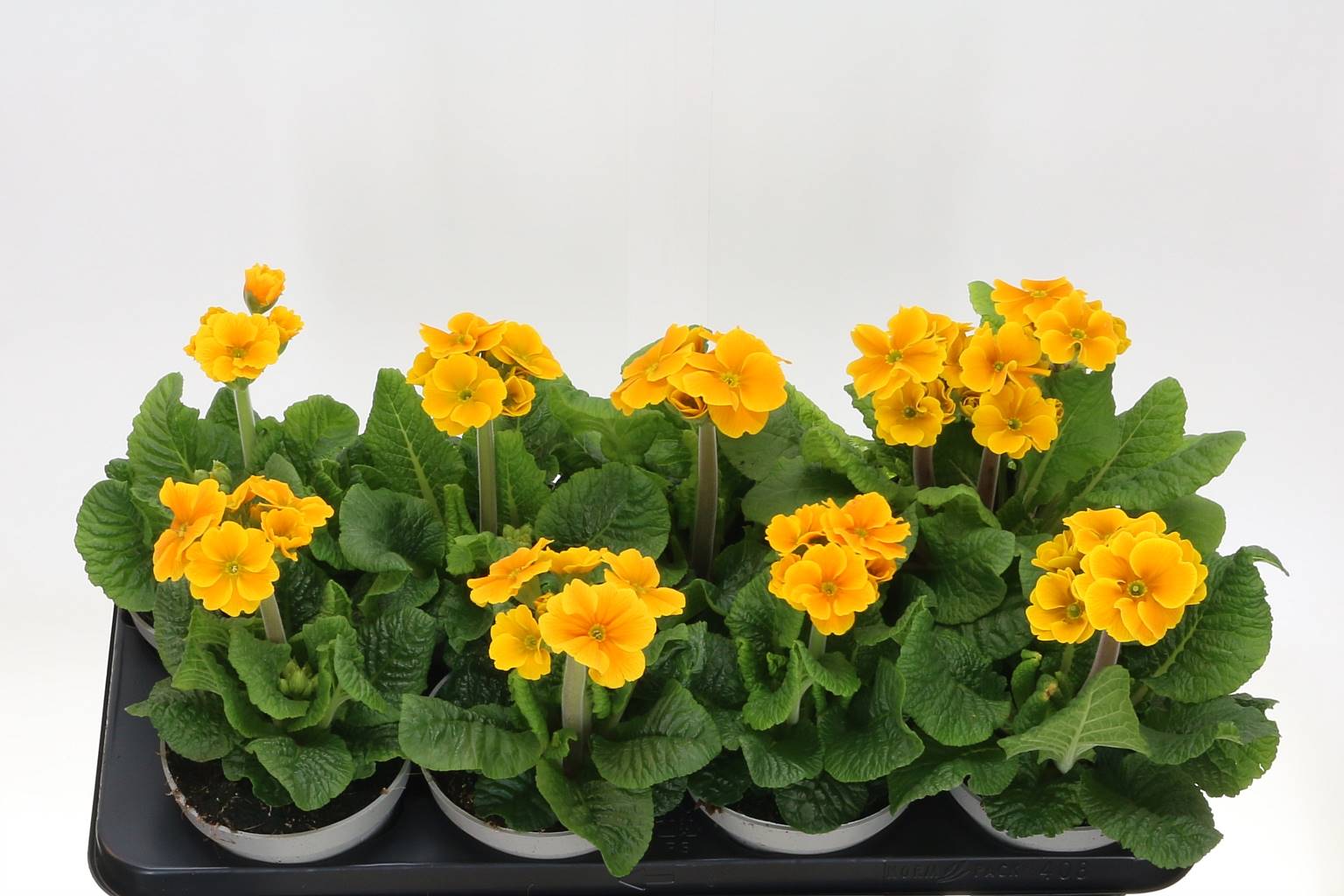 Водолазы Примулы в восторге ( Primula Divers Elatior ) W 13 см H 22 см