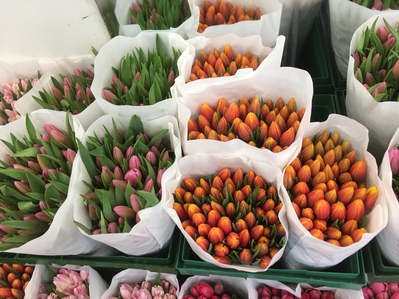 Тюльпаны Микс Экстра (Tulips mix Extra) 45 см +, пр-ва Галантус