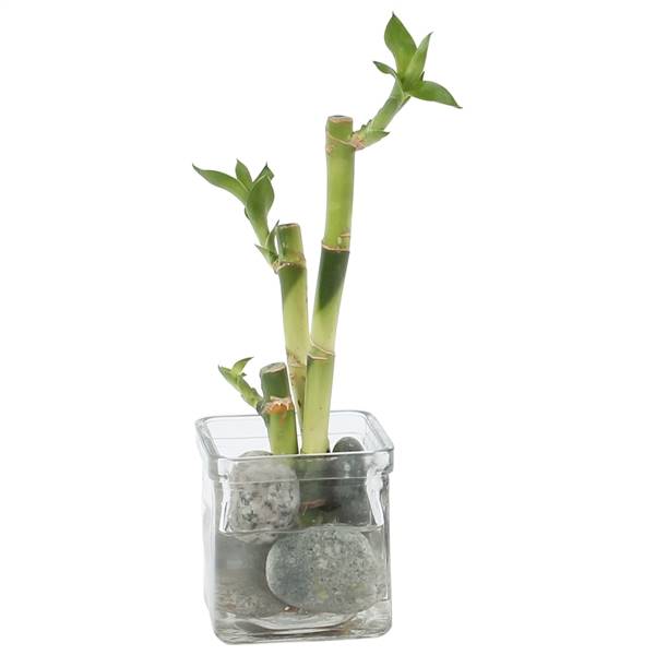 Счастливая Композиция Из Бамбука Дзен В Стекле Ume 8 См ( Lucky Bamboo Zen Arrangement In W8cm Glass