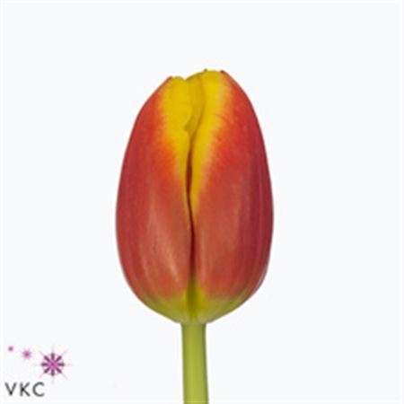 Tulipa Yellow Red (Тюльпан Еллоу Ред)