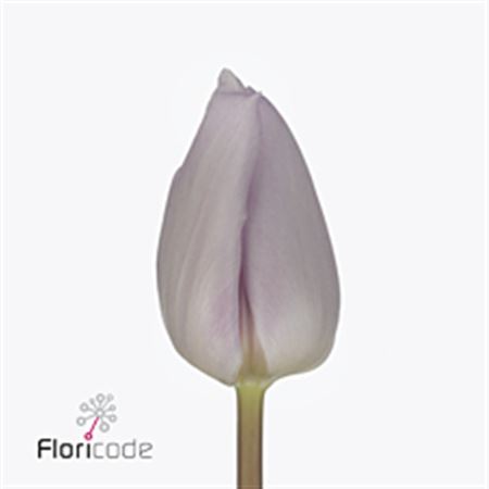 Tulipa Lilac (Тюльпан Лилак)