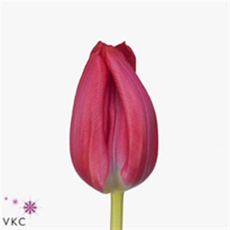 Tulipa Pink Dark (Тюльпан Пинк Дарк)