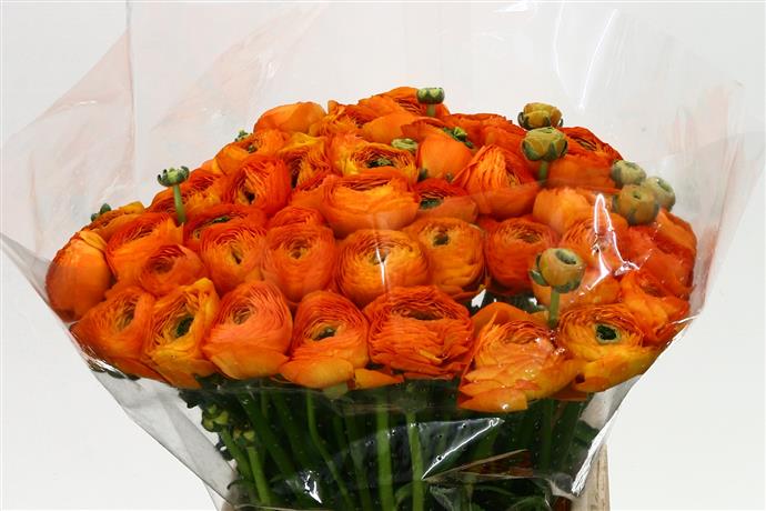 Ranunculus Cloony Orange (Ранункулюс Клуни Оранж) В40
