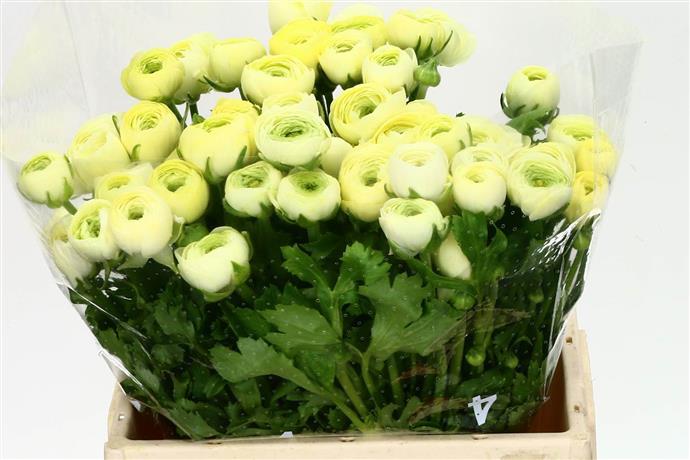 Ranunculus Cloony Cream (Ранункулюс Клуни Крем) В40