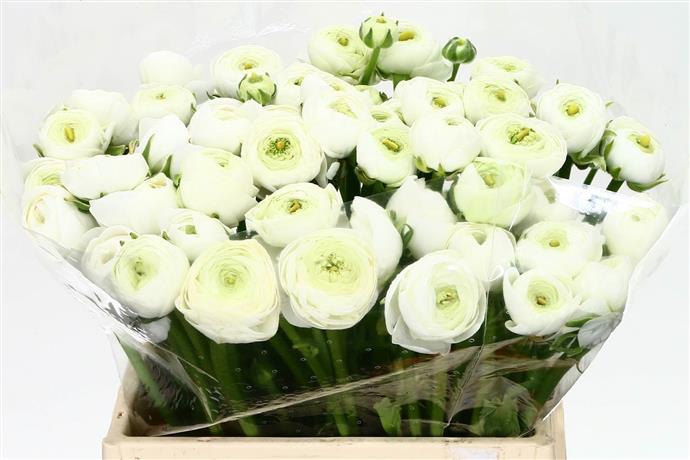 Ranunculus Elegance White Super(Ранункулюс Элеганс Вайт Супер)В40