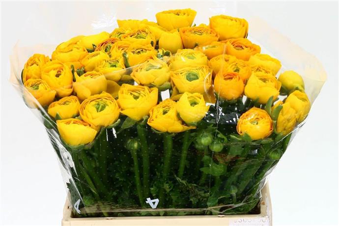 Ranunculus elegance yellow(Ранункулюс элеганс еллоу)В50