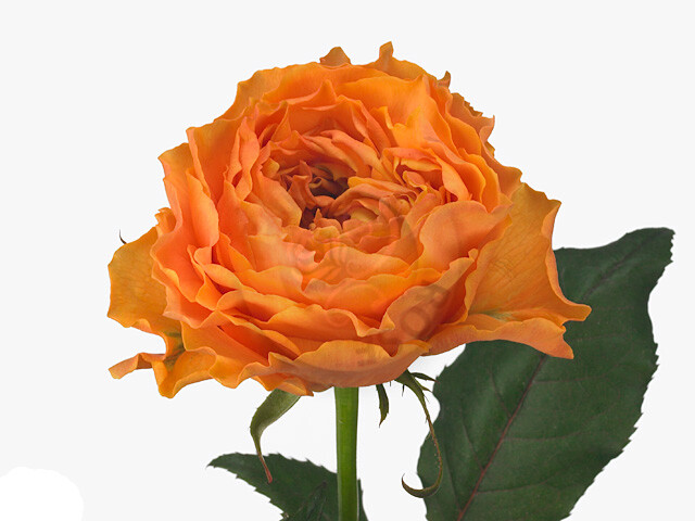 Rosa Caralina (Роза Каралина) B50 Natuflor