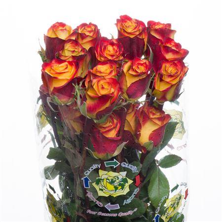 Rosa High Magic (Роза Хай Меджик) B60 Hayat Roses