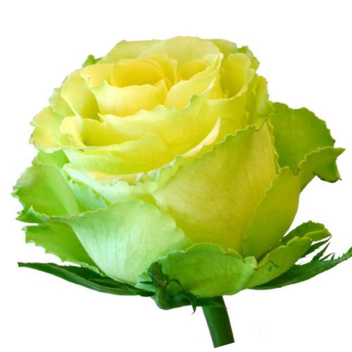 Rosa Lemonade (Роза Лимонад) В60 Nevado