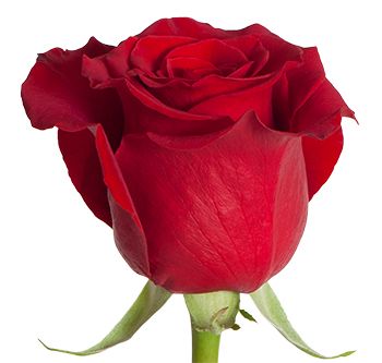 Rosa Scarlata (Роза Скарлата) B60 Star Roses