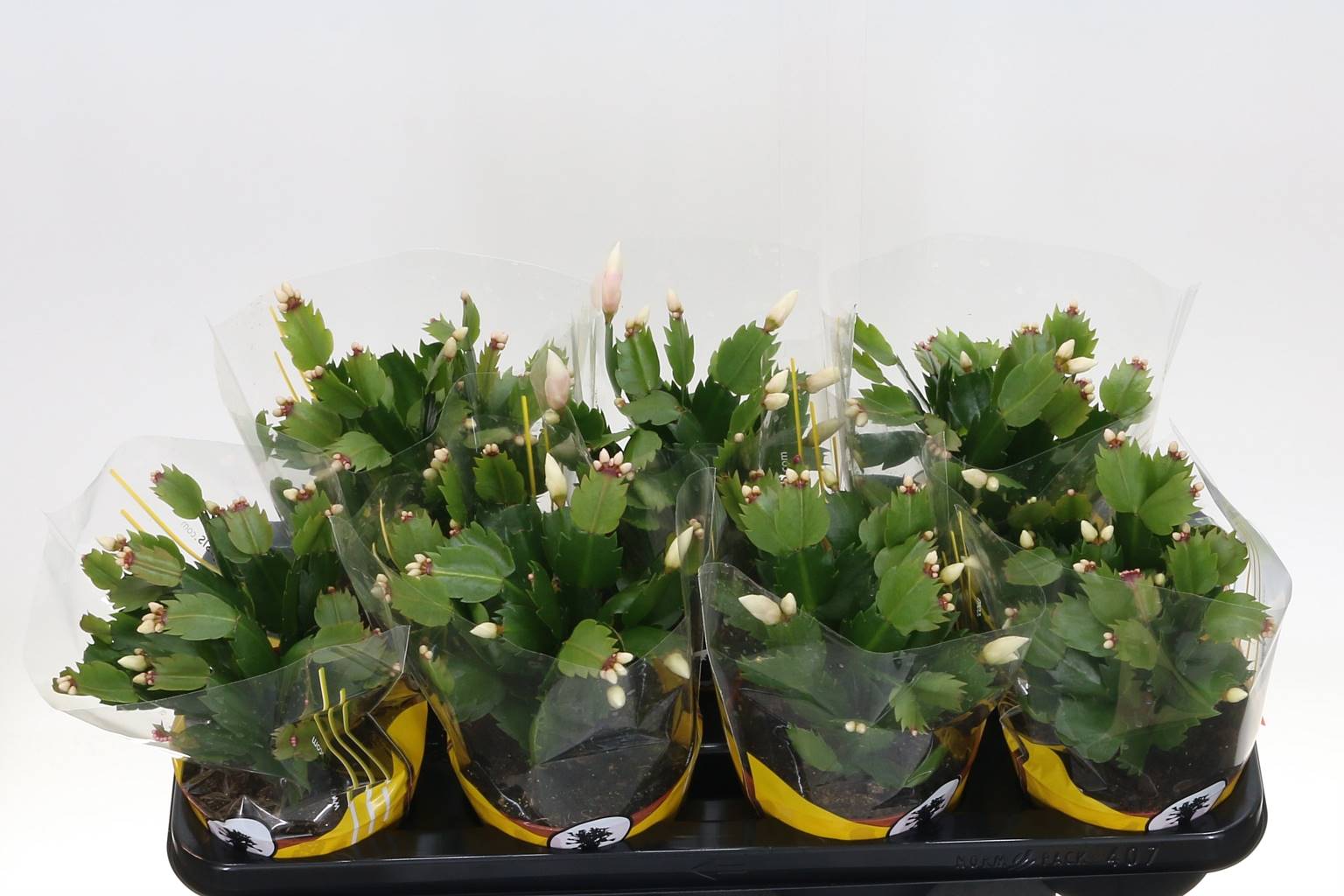 Шлюмбергера Белая ( Schlumbergera White ) W 13 см H 25 см