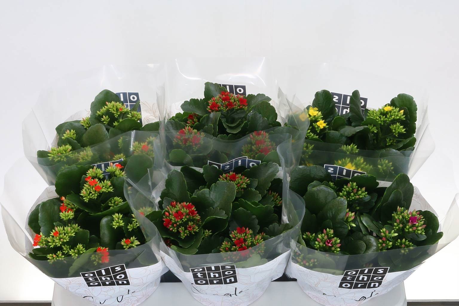 Каланхоэ Бл Смешанный 4 Цвета ( Kalanchoe Bl Mixed 4 Colour ) W 15 см H 24 см