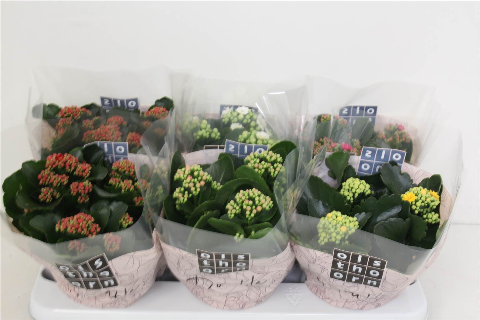 Каланхоэ B Ge Смешанный 5 Цветов ( Kalanchoe B Ge Mixed 5 Colour ) W 15 см H 24 см