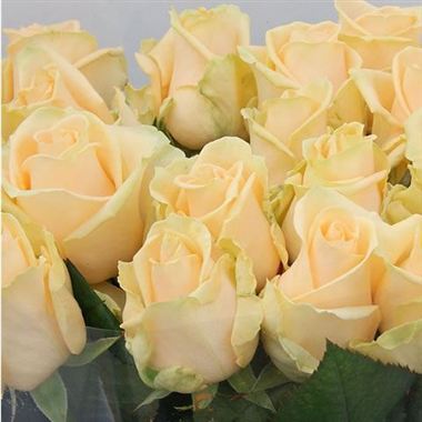 Rosa Gr Peach Avalanche ( Пич Аваланж ) В50 Цветы Удмуртии