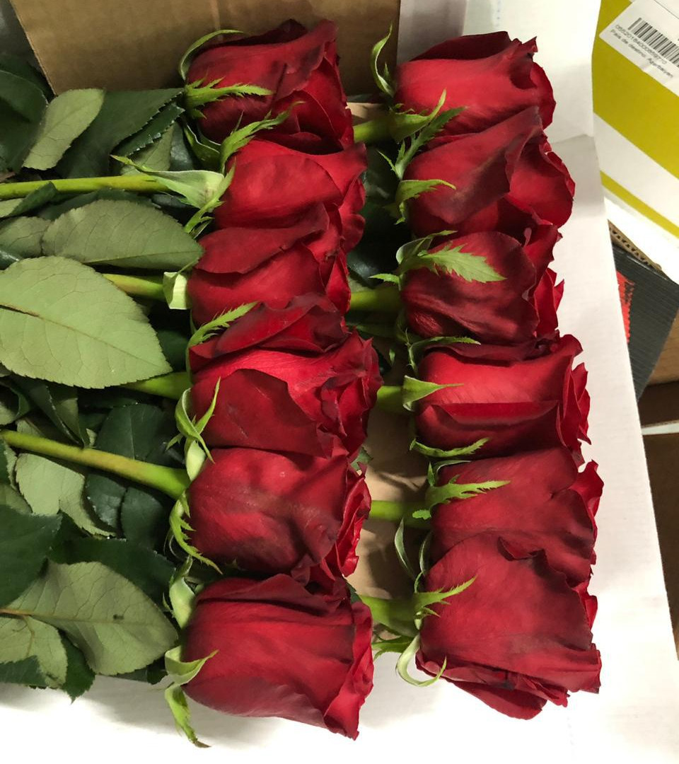 Розы эквадор купить. Бордовые Эквадорские розы.