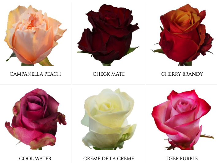 Как отличить розы. Сорта роз Эквадор. Розы Голландия и Эквадор сорта. Сорта голландских и эквадорских роз.