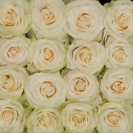 Rosa Gr Mondial ( Мондиал ) В70 Star Roses
