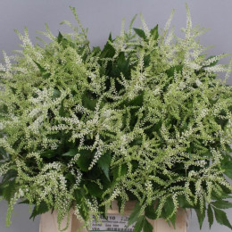 Astilbe washington (Астильба Вашингтон) В50