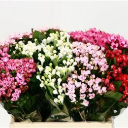 Bouvardia mix in bucket(Бовардия Микс) В70