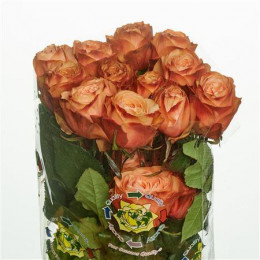 Rose Kahala (Роза Кахала) B50 Royal Flowers