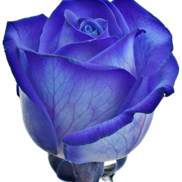 Rosa Vendela Dyed Blue (Роза Вендела Дайд Блю) В60
