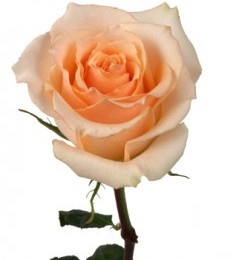 Rosa Versilia (Роза Версилия) В50 Nevado