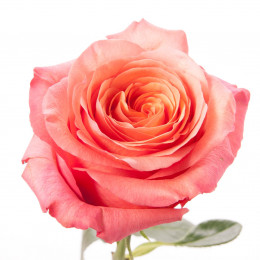 Rose High & Happy (Роза Хай & Хеппи) B40 Royal Flowers