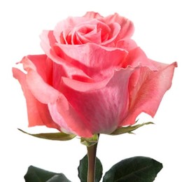 Rose Amsterdam (Роза Амстердам) B60 Piaveri