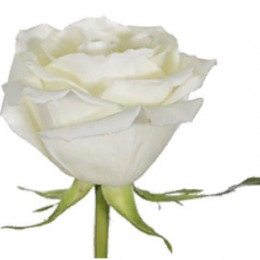 Rose Eskimo (Роза Ескимо) B60 Royal Flowers