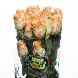Rose Cumbia (Роза Кумбиа) B40 Royal Flowers