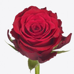 Rose Cupido (Роза Купидо) B60 Piaveri