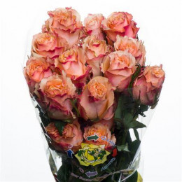 Rose Carpe Diem (Роза Карпе Дием) B40 Royal Flowers
