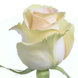 Rose Chablis (Роза Чаблис) B40 Royal Flowers