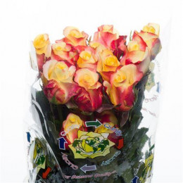 Rose Hot Merengue (Роза Хот Меренг) B50 Piaveri