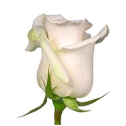 Rose Alba (Роза Альба) B50 Royal Flowers