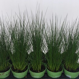 Примыкание Карандашной Травы ( Juncus Pencil Grass ) W 12 см H 35 см
