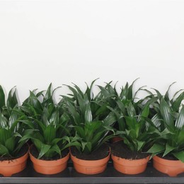 Драцена Компактная ( Dracaena Co Compacta ) W 12 см H 27 см