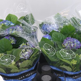 Гортензия Лавблаа Голубая ( Hydrangea Lavblaa Blue ) W 15 см H 32 см