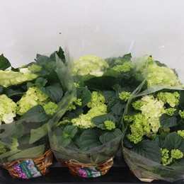 Гортензия Шнееболл ( Hydrangea Schneeball ) W 13 см H 35 см