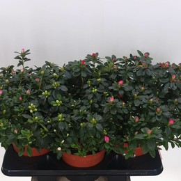 Рододендрон (Азалия) Смешанный ( Rhododendron (Azalea) Mixed ) W 18 см H 45 см